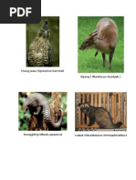 Download Macam-macam Burung Elang by banjar_anggi SN269333272 doc pdf