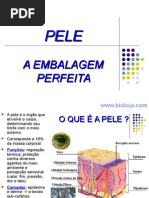 2 Sistema Tegumentar