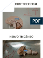 Peças Anatomia.