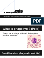 Phagocytes