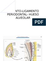 Dibujos Periodonto