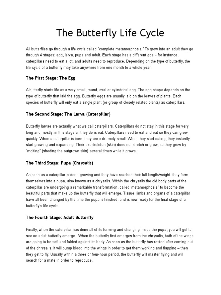 Explanation Butterfly Life Cycle PDF