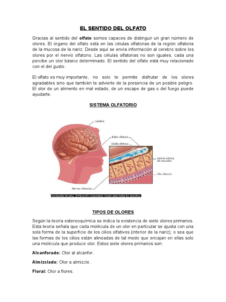 El Sentido Del Olfato