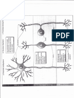 Anatomia de La Neurona, Cuerpo Celular y Prolongaciones, Mielina