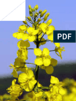 AMMI Analysis of Yield Performance in Canola (Brassica Napus L.) Across Different Environments
