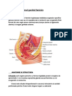 anatomie gineco