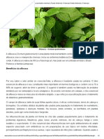 Alfavaca – Ocimum gratissimum