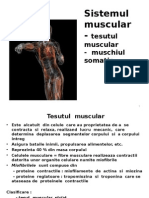 Sistemul Muscular