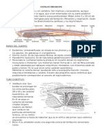 Cefalocordados - Resumen