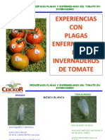 Plagas de Tomate_CEICKOR