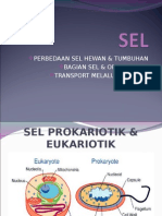 Perbedaan Sel hewan dan Tumbuhan