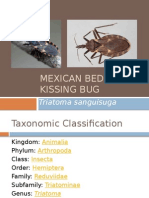 Mexican Bed Bug
