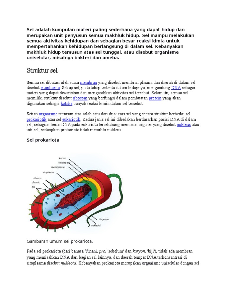 Struktur Sel Membran Sitoplasma Dna Ribosom Protein Katalis Organisme Prokariotik Eukariotik Nukleus
