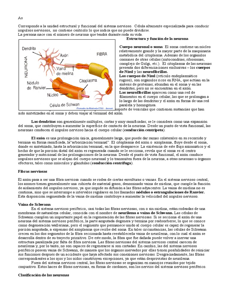 Neuro | PDF | Sinapsis | Neurona