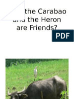 Why The Carabao and The Heron Are Friends