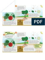 Proceso de Fotosintesis Resumido