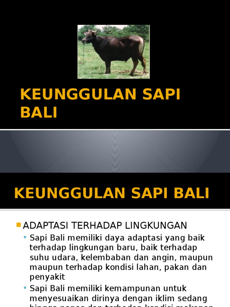 Keunggulan Sapi Bali | PDF