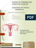 Anatomia Gineco