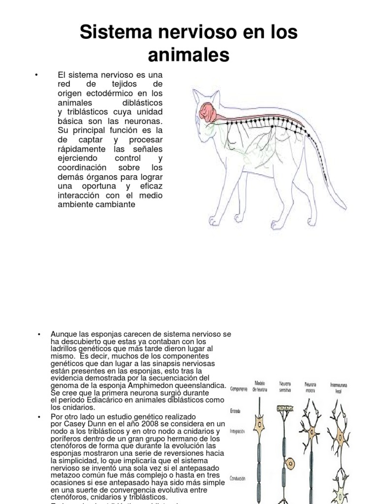 Sistema Nervioso en Animales Vertebrados | PDF | Glándula suprarrenal ...