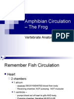 Amphibian Circulation - The Frog