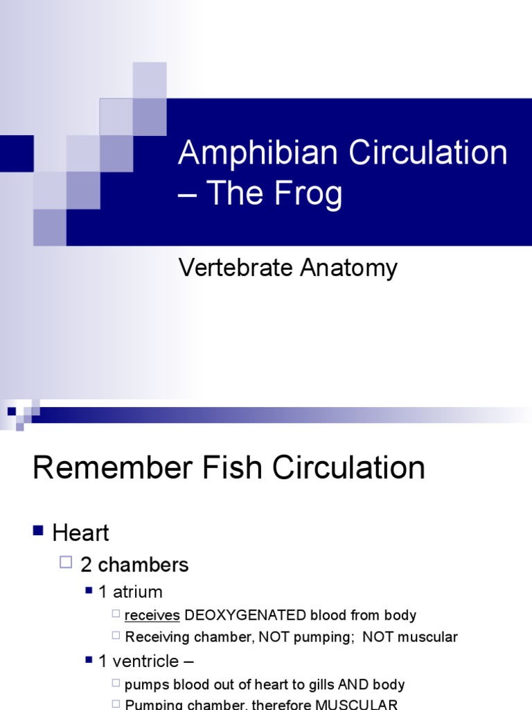 Amphibian Circulation The Frog Circulatory System Atrium (Heart)