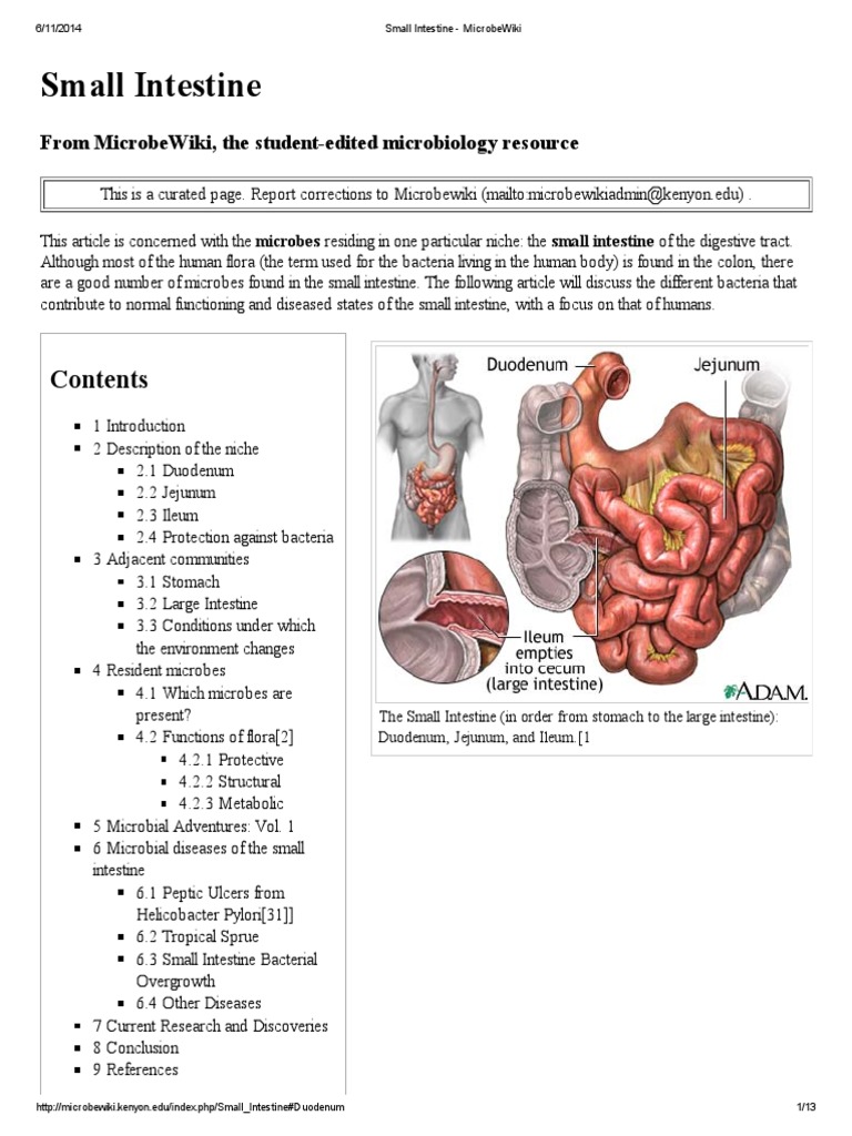 Microbial Diversity in the Small Intestine | PDF | Gastrointestinal ...