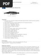 Download FAO Fisheries  Aquaculture - Species Fact Sheets - Clarias Gariepinus Burchell 1822 by Veronica Eri Febriani SN269967624 doc pdf