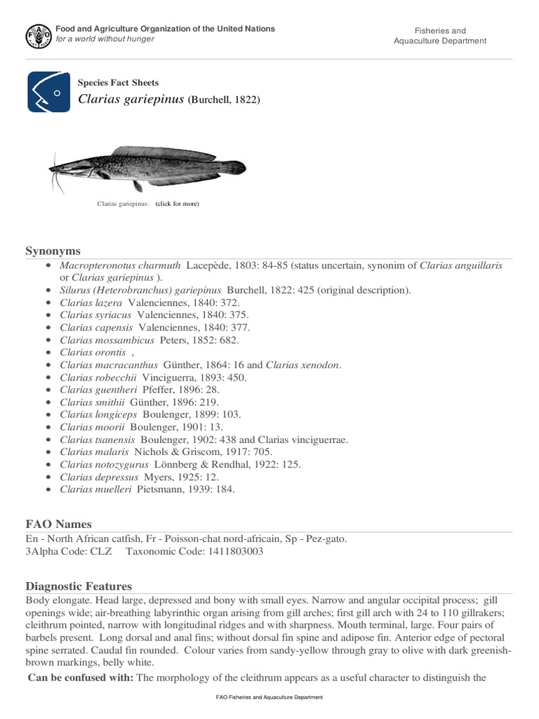 FAO Species Fact Sheet: Clarias gariepinus (Burchell, 1822 | PDF ...