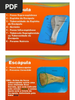 Anatomia Óssea Equinos e Ruminantes