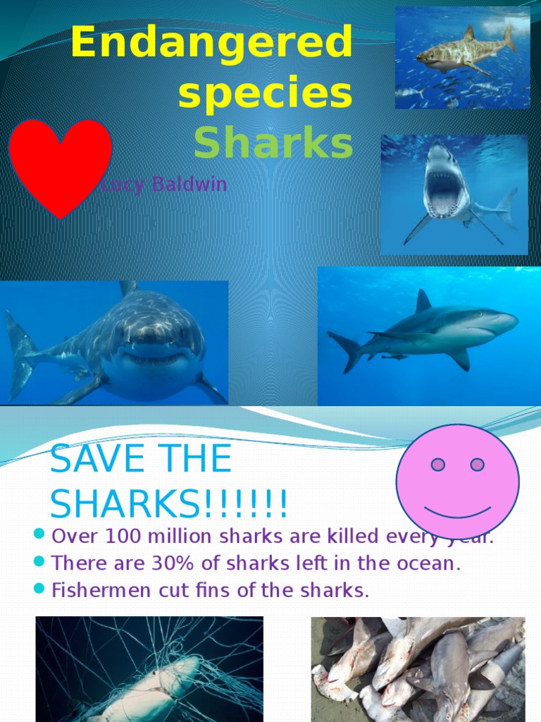 Sharks | PDF