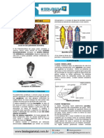 Filo Platyhelminthes e Nematyhelminthes