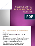 Digestive System in Ruminants and Rodents