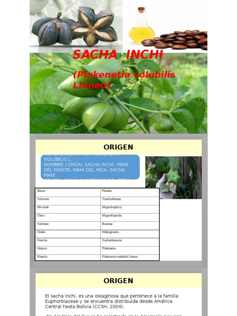 Cultivo y características del Sacha Inchi | PDF | Botánica ...
