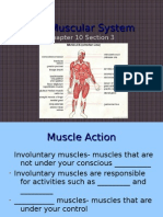 10-3 The Muscular System Student Version