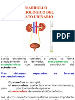 Sistema Urinario