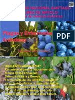 135285540-6-2-Plagas-y-enfermedades-del-arandanp-pptx