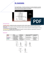 Generalidades de Anatomia PDF