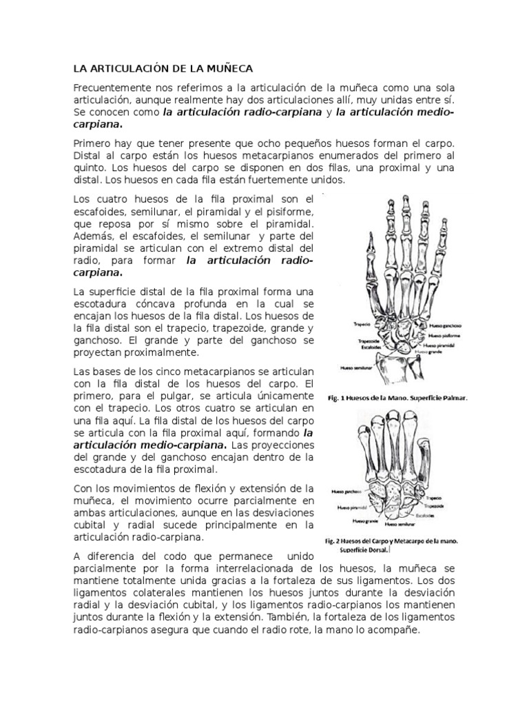 Anatomía y Movimientos de la Muñeca | PDF | Mano | Sistema