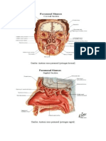Anatomi Sinus Paranasal