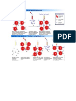 Test Coombs imunologie