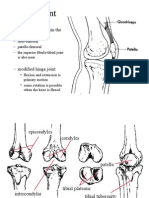 Knee Joint Anatomy & Injuries Guide