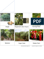 3 Part Card Rain Forest Plants Page3 PDF