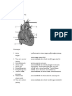 Bagian Jantung