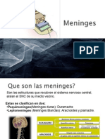 2. Meninges