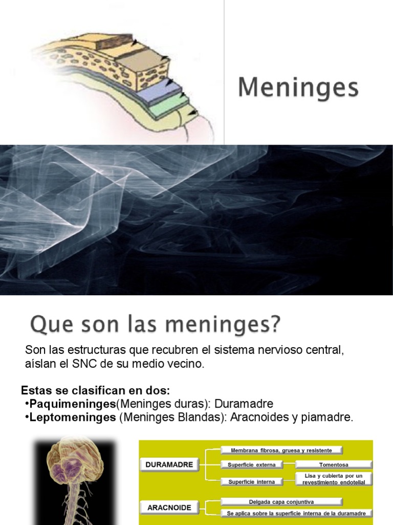 Meninges | PDF | Anatomía humana | Cabeza y cuello humanos