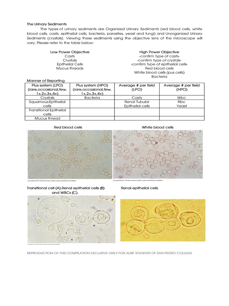Table How To Identify Urinary Sediments | PDF