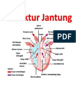 Sistem Peredaran Darah Pulmonari Dan Sistemik