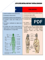 Cuadro Comparativo Entre Sistema Nervioso y Sistema Endocrino