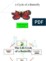 The Life Cycle of A Butterfly
