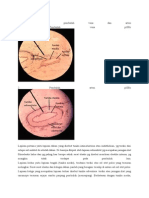  Histologis Pembuluh Vena Dan Arteri